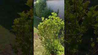 What Household Plants Do Pests by A1 Pest Control Canberra