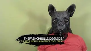 Welcome To My French Bulldog Channel!