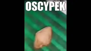 oscypek