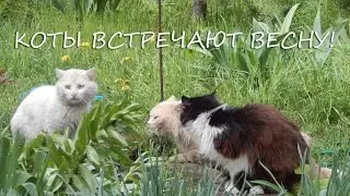 Коты встречают весну!