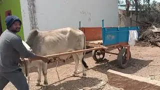 Male calf born in Farmer Darshan house utilized for Bullock cart work in Kyathanahalli, Pandupura Tq