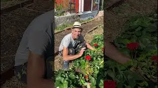 Гераниевая клубника! #деревня #nature #village #козы #shortvideo #shorts #short