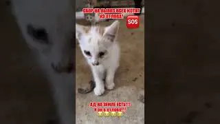 Мы хотим вывезти всех котят ! We want to take all the kittens out!