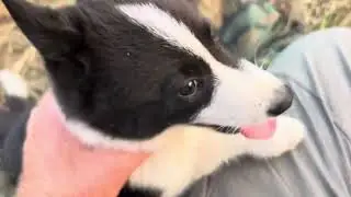 Diferencia entre Perro Oso de Carelia y Laikas .