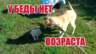 The baby got up on his paws) Nika's operation, how did it go? It was scary!!!