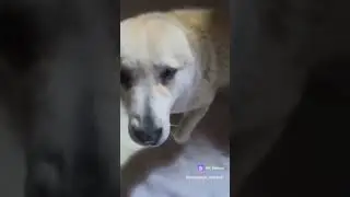 Мой алобай - балобай