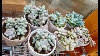 Korean Imported Plant Shopping, Haul #14 Moonstones Pachyphytum Oviferum, Echeveria Laui, Updates