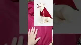 #курткадлясобак