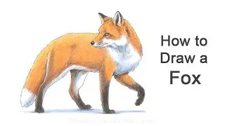 How to Draw a Fox