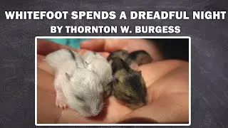 WHITEFOOT SPENDS A DREADFUL NIGHT - Whitefoot the Woodmouse / to listen the book