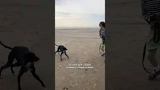 Моя собака впервые увидела море 