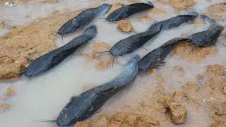 Best hand fishing a fisherman skill today catch many fish on the road Running water