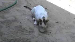Cat Crying For Milk