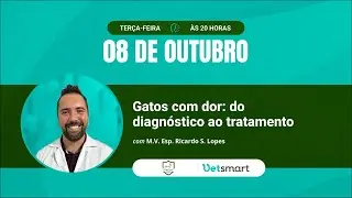 Gatos com dor: do diagnóstico ao tratamento