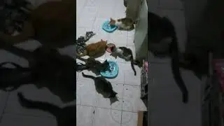 meong🐈🐈‍⬛🐈🐈‍⬛🐈