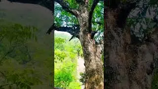 Namaste Jharna Dhankuta Nepal