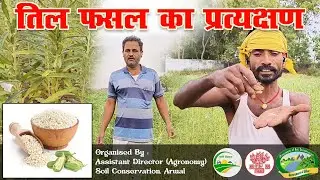 प्रधान मंत्री कृषि सिंचाई योजना जलछाजन विकास अन्तर्गत तिल  फसल का प्रत्यक्षण