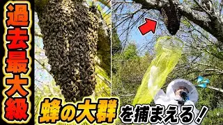 【過去最大級】1kgを超えるミツバチの大群を網で捕まえる！ニホンミツバチ春の分蜂捕獲！