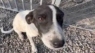 У спасённой собаки Афины сегодня операция 🙏🙏🙏