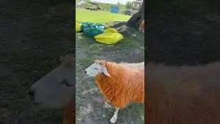 Овцы оранжевая шерсть!