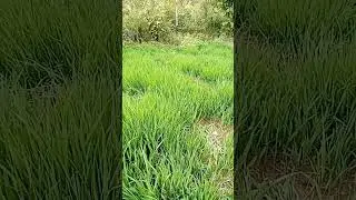 Дружная и крепкая семья.😏