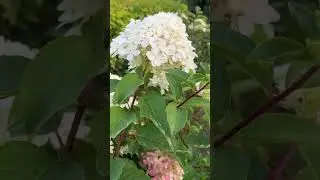 Гортензия метельчатая Фантом Hydrangea paniculata 'Phantom'. Сочная гортензия на Вашем участке.