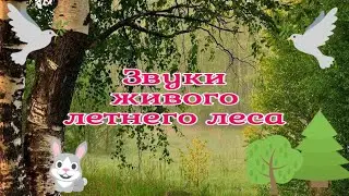 лечебные звуки леса. sounds of the forest