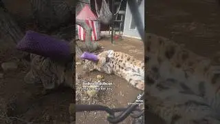Dakotah bobcat gets a catnip kicker toy