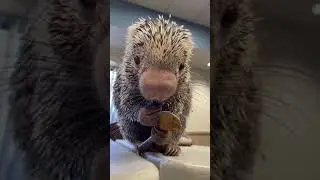 Rico eating peanut butter - Cincinnati Zoo