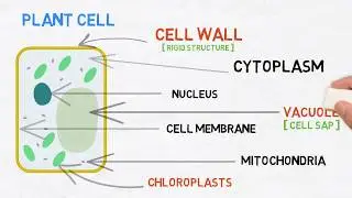Introduction to cells - plant and animal cells