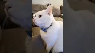 Cat video, just woke up