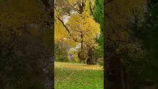 Falling leaves, nature plays out its seasonal drama.