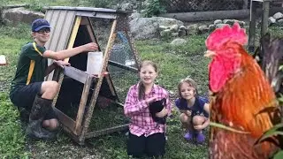 Our Mini A-Frame Chicken Tractor