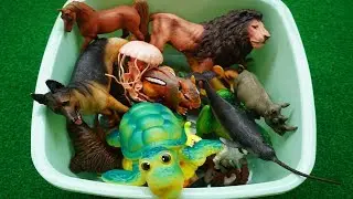 Nome dos animais - Modelo animal de plástico - Sons de animais engraçados