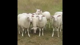 Fromage with Friends #8: Aged Sheep