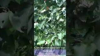 Learn Azerbaijani: Vlog - Lahij, Ismayilli