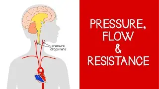 4.2 Cardiovascular: Pressure, Flow and Resistance