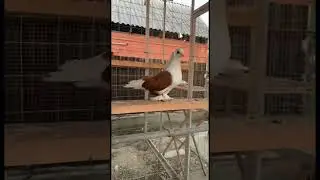 @iz4660  голуби Кубани 🤍🕊️