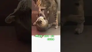 Cute Cat Couple 