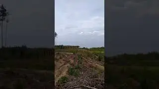 ВЫЖЛОВКА БЕЛАРУСКИЙ ГОНЧАК возраст 11 мес. и заяц.