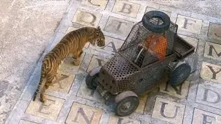 Surrounded by hungry tigers in Swedish TV show