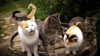 Nada Surf — Meow Meow Lullaby (Official Video)