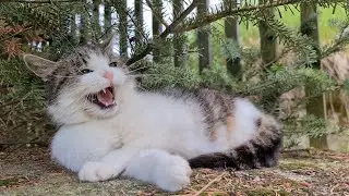 !!! WARNING !!! ANGRY Cat ! Don't touch my TAIL !!!