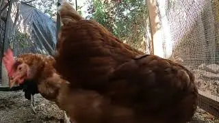 Backyard Chickens Continuous Chicken Run Activity Sounds Noises Hens Clucking Roosters Crowing!