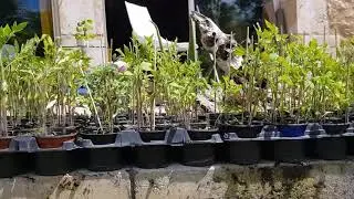 tomates marsigny 2021