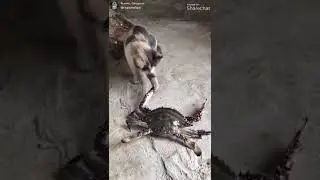 неудачный кот
