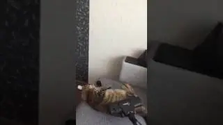 кот любит пылесос