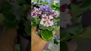 Фиалки у Алисы. Взбитые сливки , химера Е.Лебецкая .