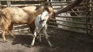 Kambing Ternyata Pencemburu?