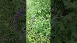 ШАЛФЕЙ лекарственный!!! Часть 2.